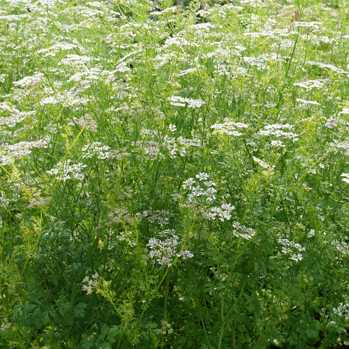 Leppäkerttujen lehtimajat - Ladybird’s Shelter Herbs