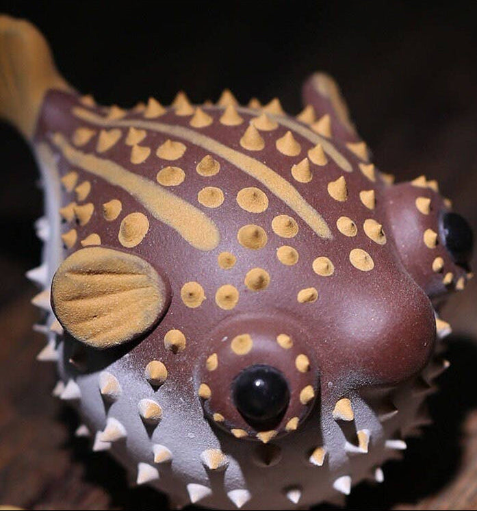 Close-up of a puffer fish with brown and yellow coloration on a dark background